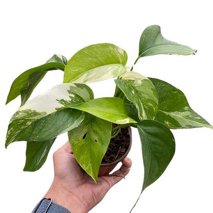 Pothos &
