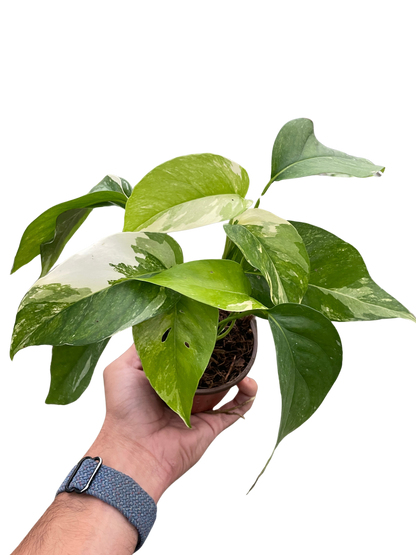 Pothos &