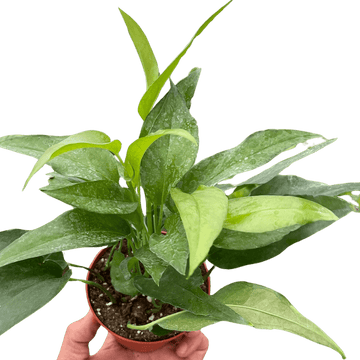 Pothos Skeleton Key - Ethereal Company