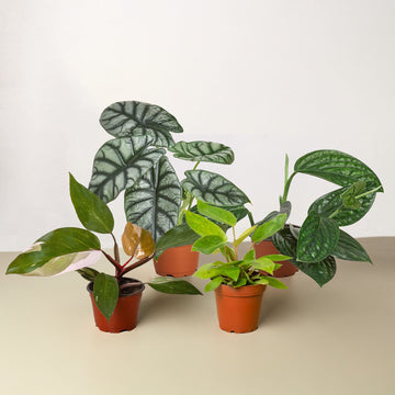 Rare Plant Bundle - Ethereal Company