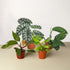 Rare Plant Bundle - Ethereal Company