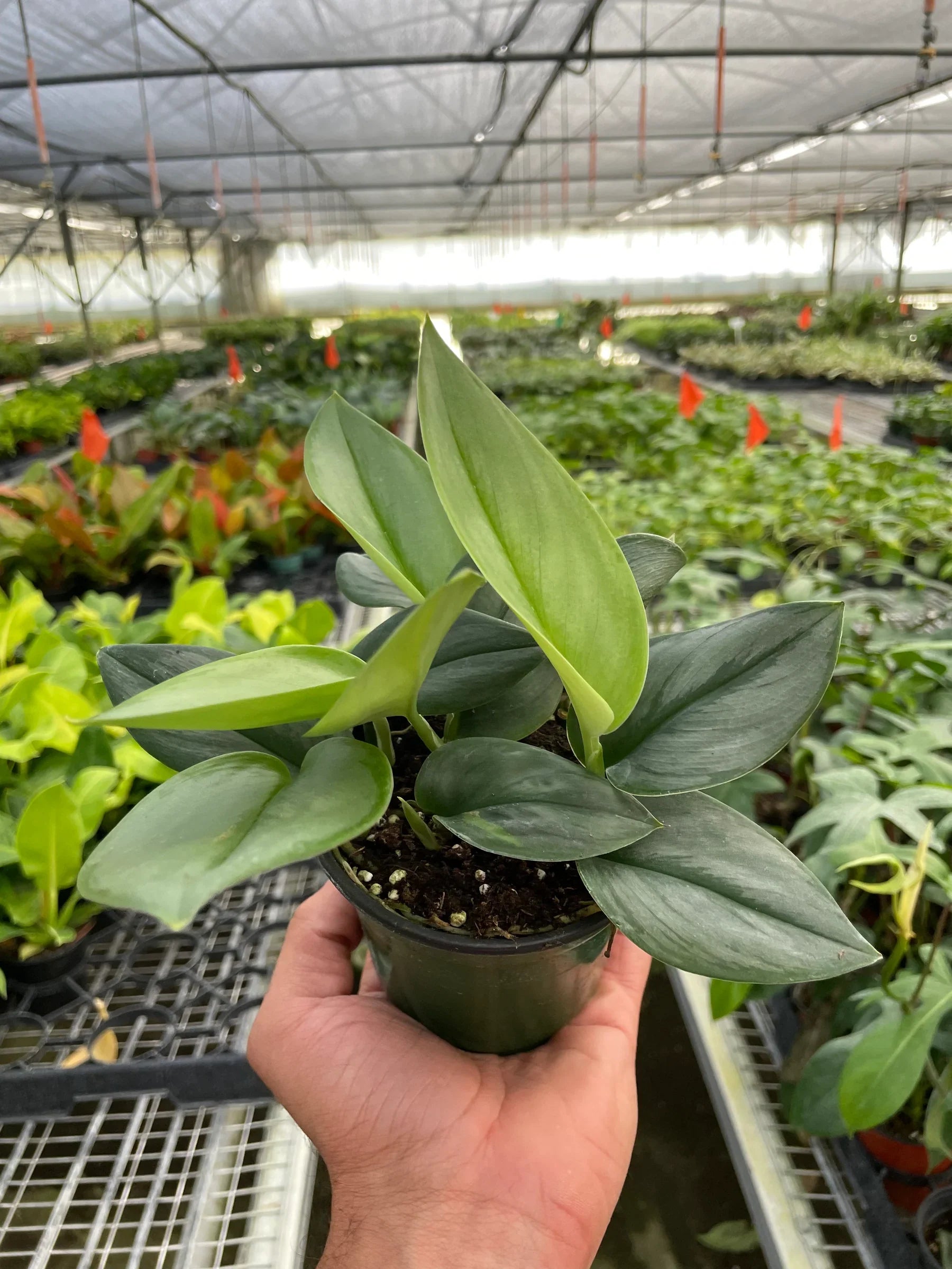 Scindapsus &