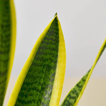 Snake Plant Laurentii - Ethereal Company4" Plant
