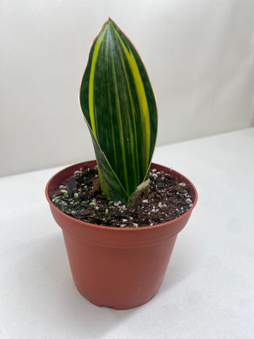 Variegated Shark Fin Snake Plant - Ethereal Company