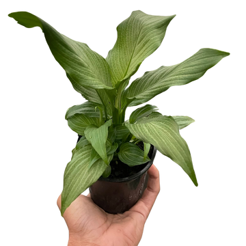 Spathiphyllum &