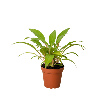 Spider Plant &