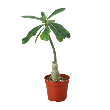 Succulent Adenium Obesum &