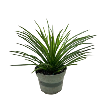 Succulent Agave Twin Flower