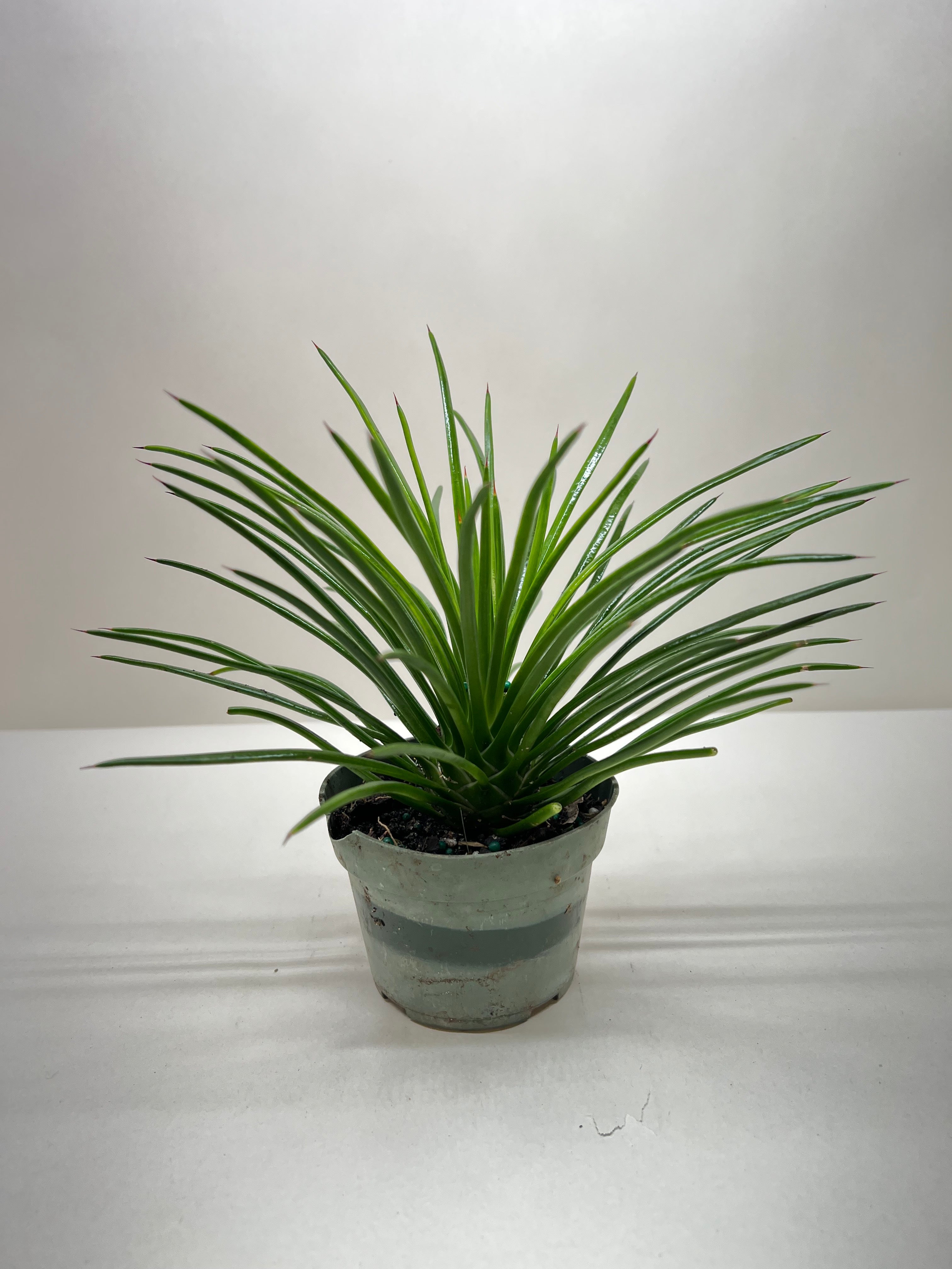 Succulent Agave Twin Flower - Ethereal Company-