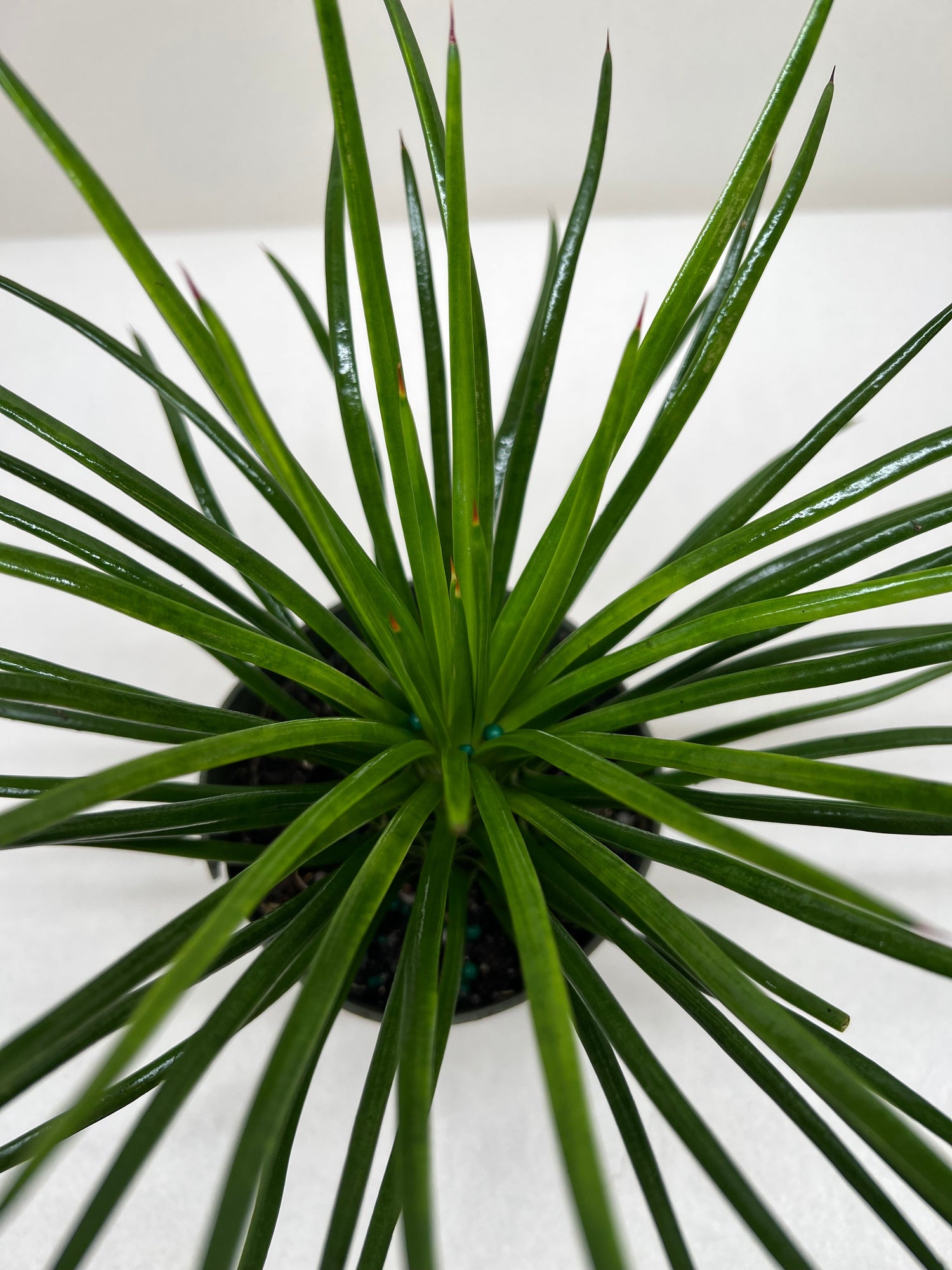 Succulent Agave Twin Flower - Ethereal Company-