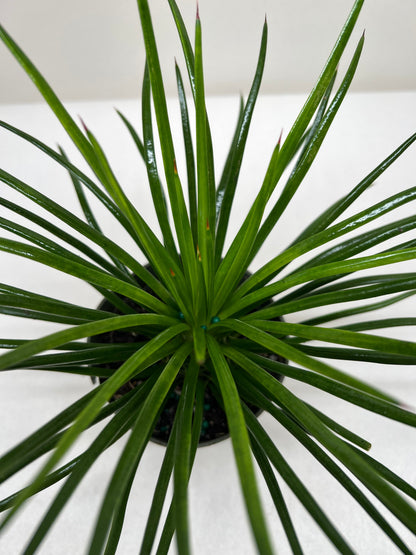 Succulent Agave Twin Flower - Ethereal Company-