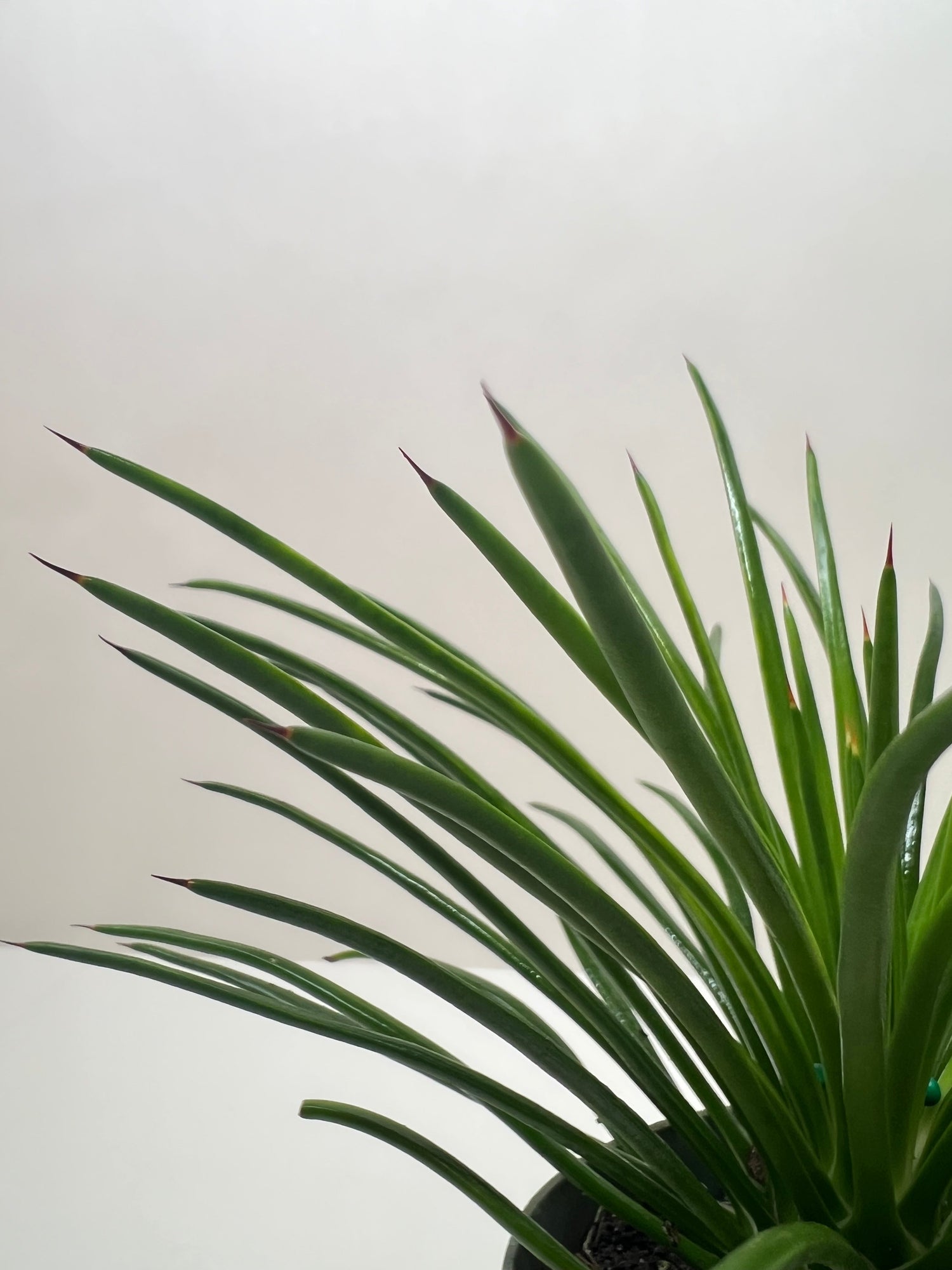 Succulent Agave Twin Flower - Ethereal Company-