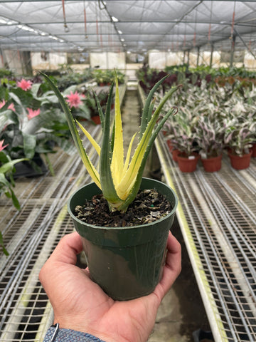 Succulent Aloe Solar Flare - Ethereal Company-Succulent