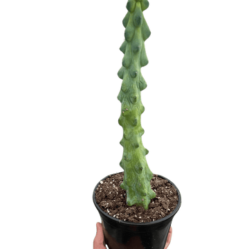 Boobie Cactus - Ethereal Company