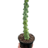 Boobie Cactus - Ethereal Company