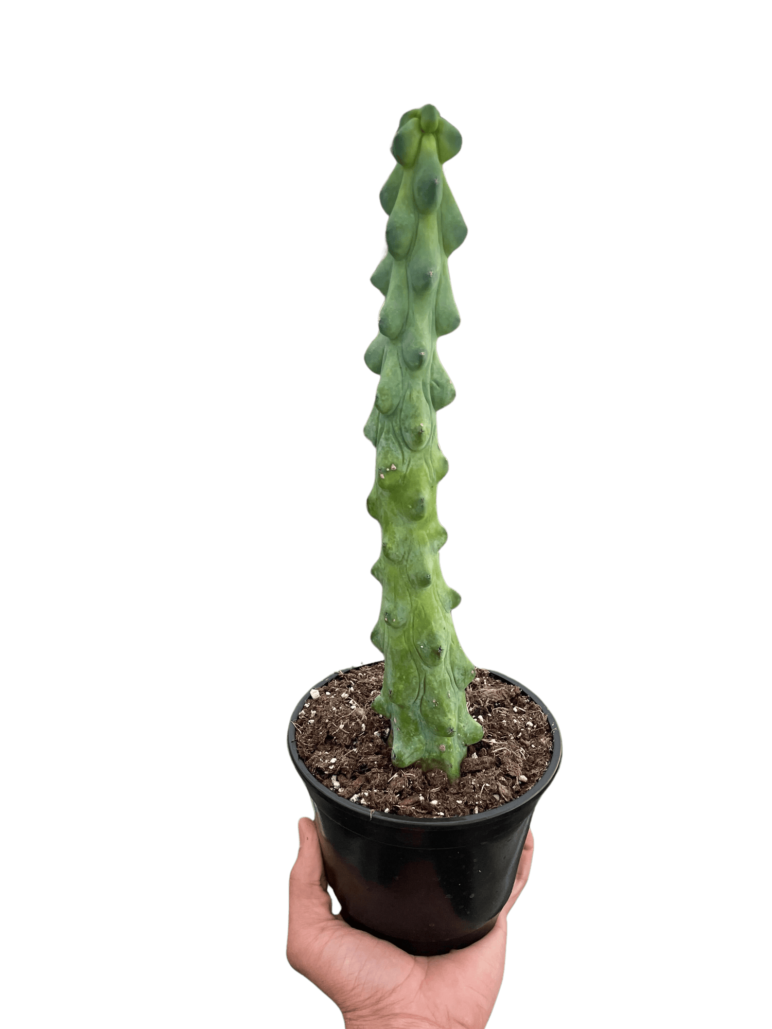Boobie Cactus - Ethereal Company