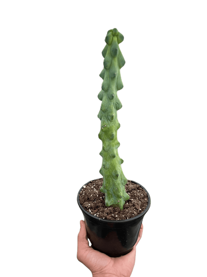 Boobie Cactus - Ethereal Company