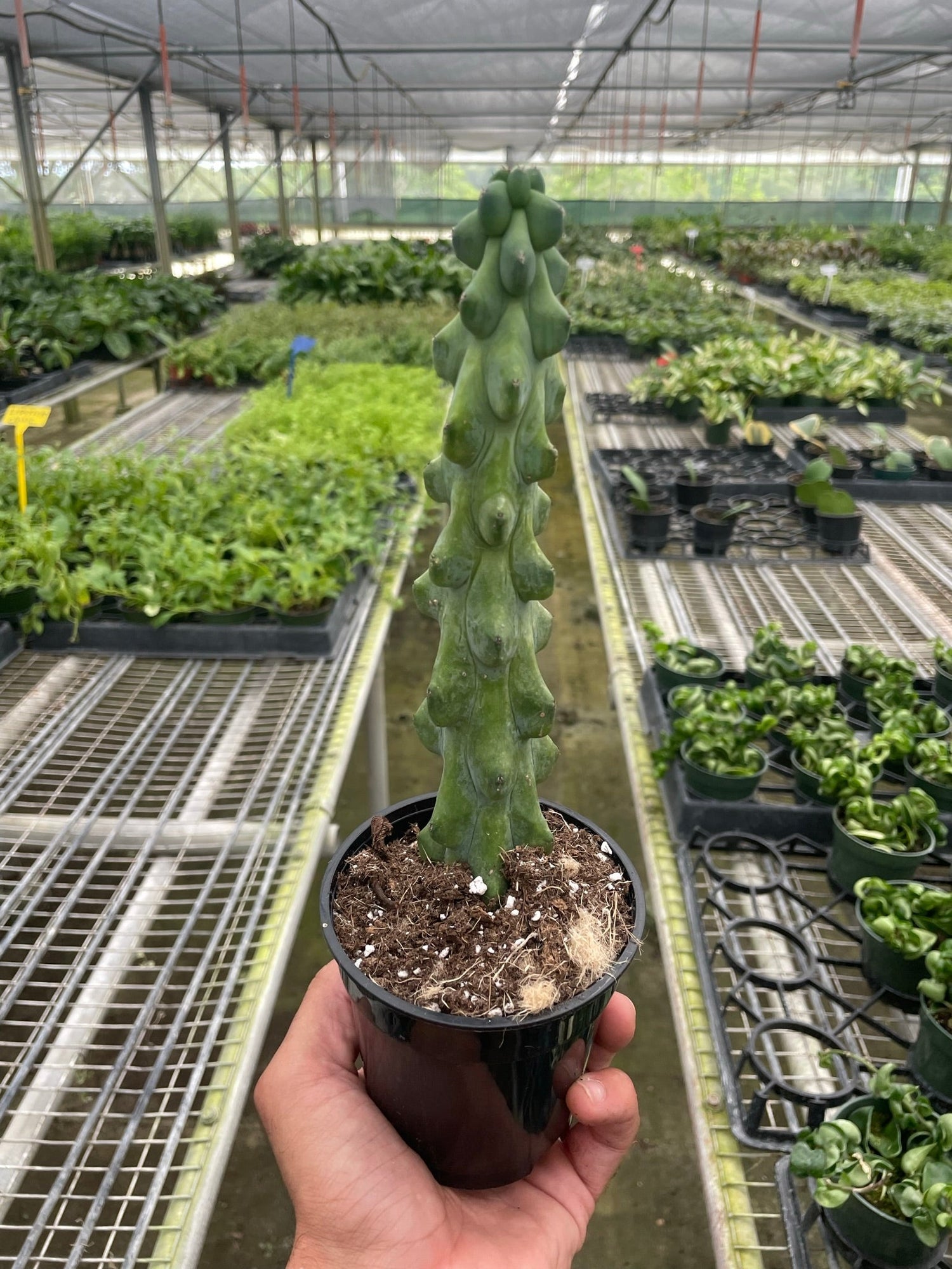 Boobie Cactus - Ethereal Company