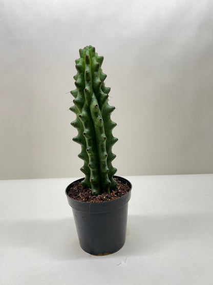 Succulent Cactus Ghost White Boobie - Ethereal Company-Succulent