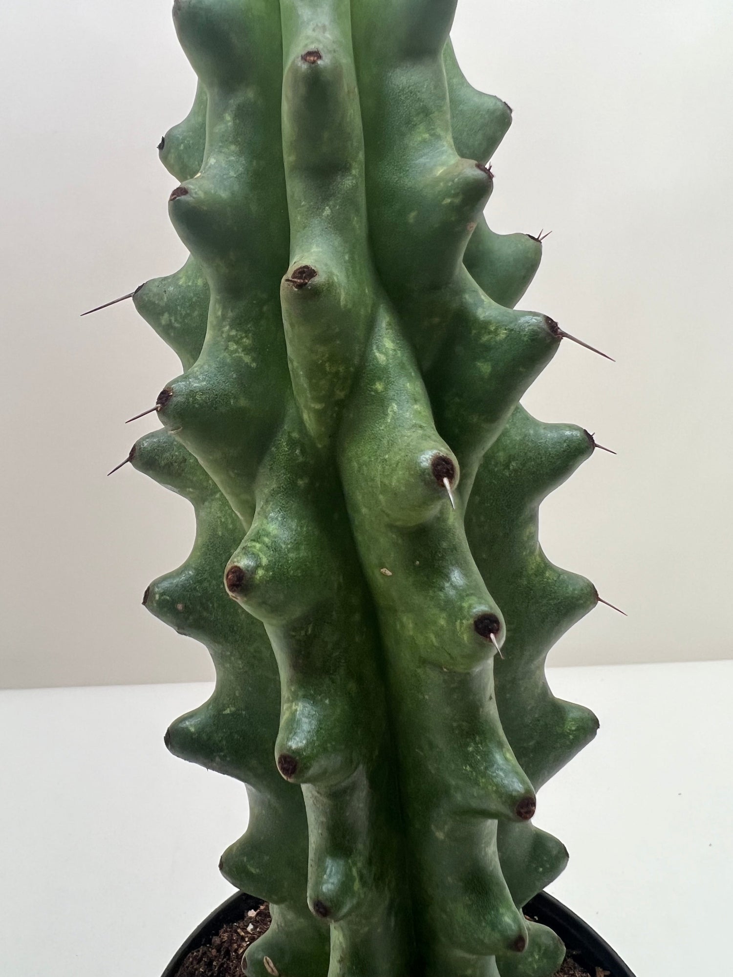 Succulent Cactus Ghost White Boobie - Ethereal Company-Succulent