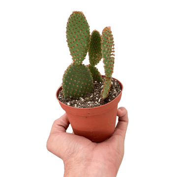 Opuntia &