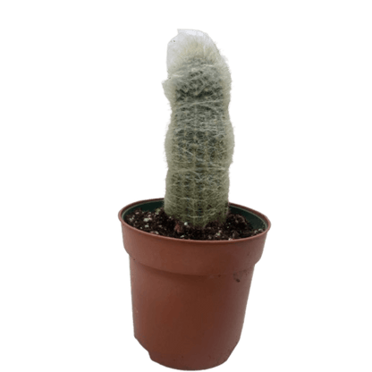 Succulent Cactus Old Man - Ethereal Company-Indoor Plants