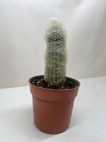 Succulent Cactus Old Man - Ethereal Company-Indoor Plants