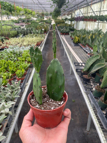Succulent Prickly Pear Cactus - Ethereal Company4" Plant