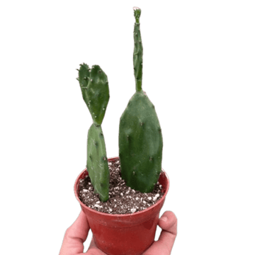 Succulent Prickly Pear Cactus - Ethereal Company4" Plant