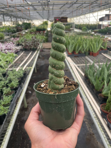 Succulent Unicorn Cactus - Ethereal Company-Indoor Plants