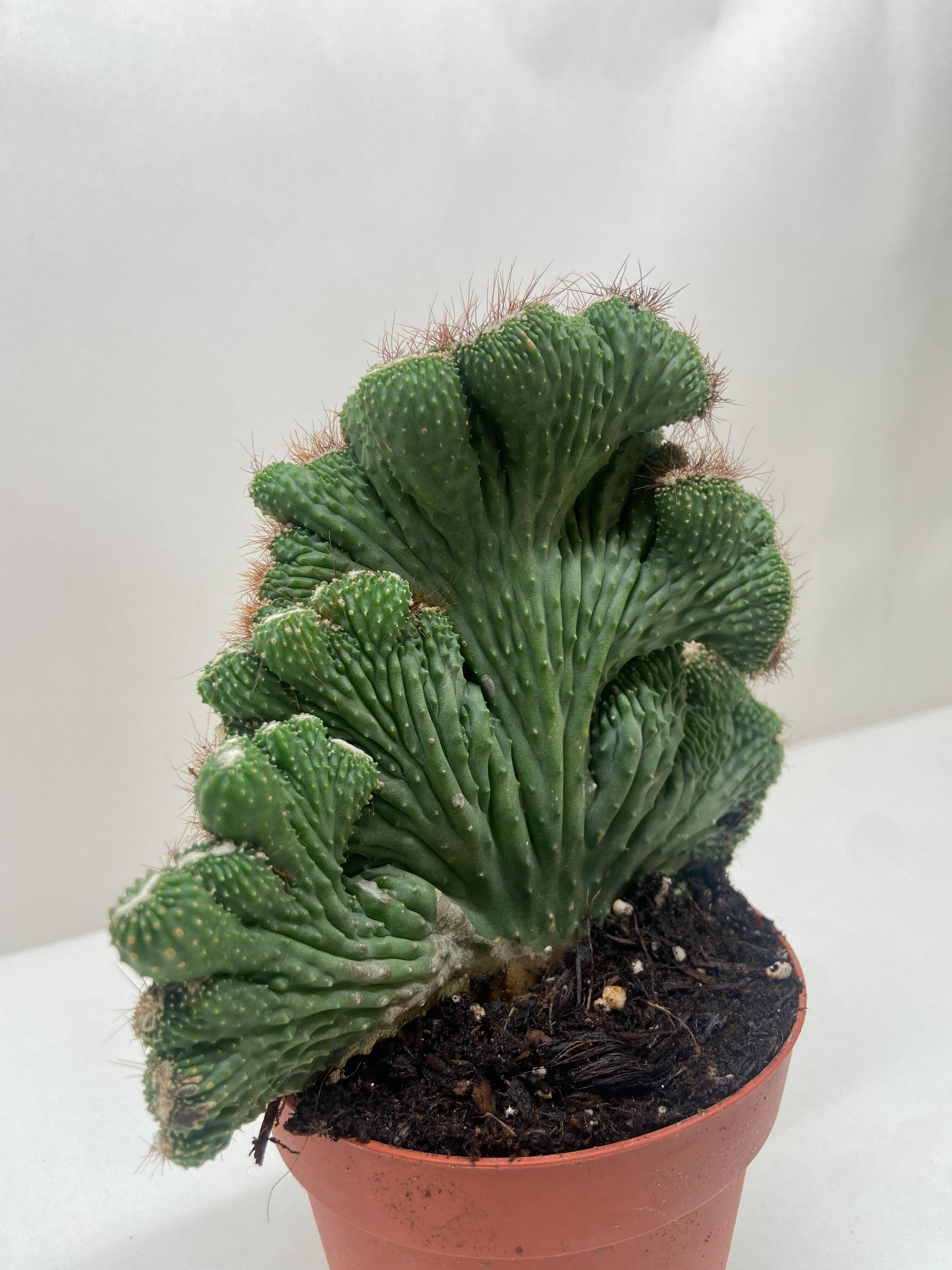 Succulent Cereus Coral Green - Ethereal Company-Succulent