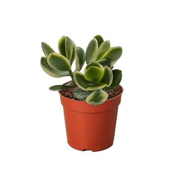 Succulent Crassula Jade Variegated - Ethereal Company-Succulent