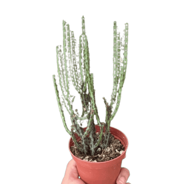 Succulent Euphorbia Aeruginosa - Ethereal Company-4" Plant