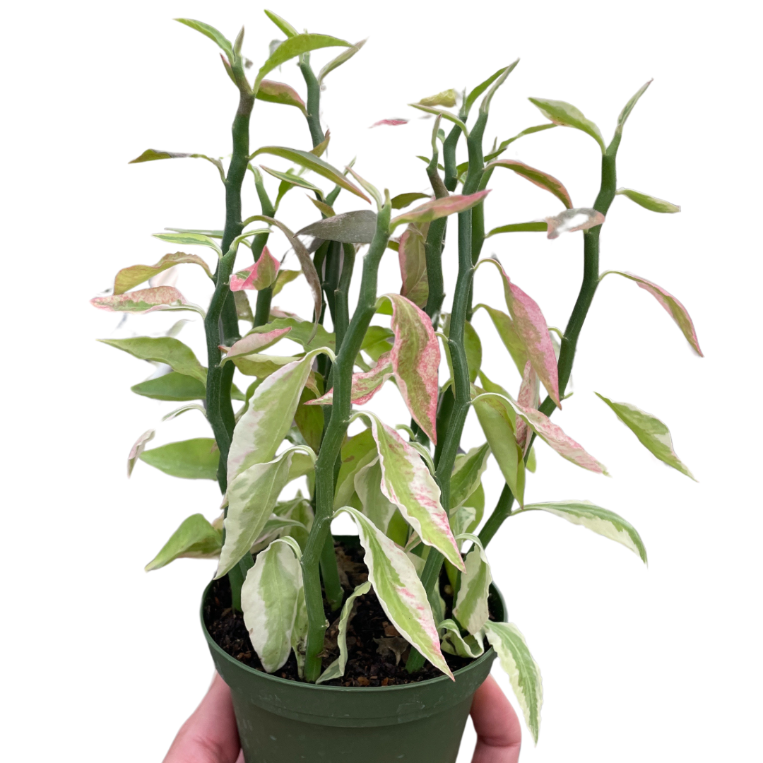 Variegated Devil&