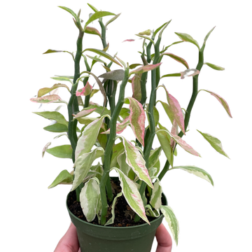 Variegated Devil&