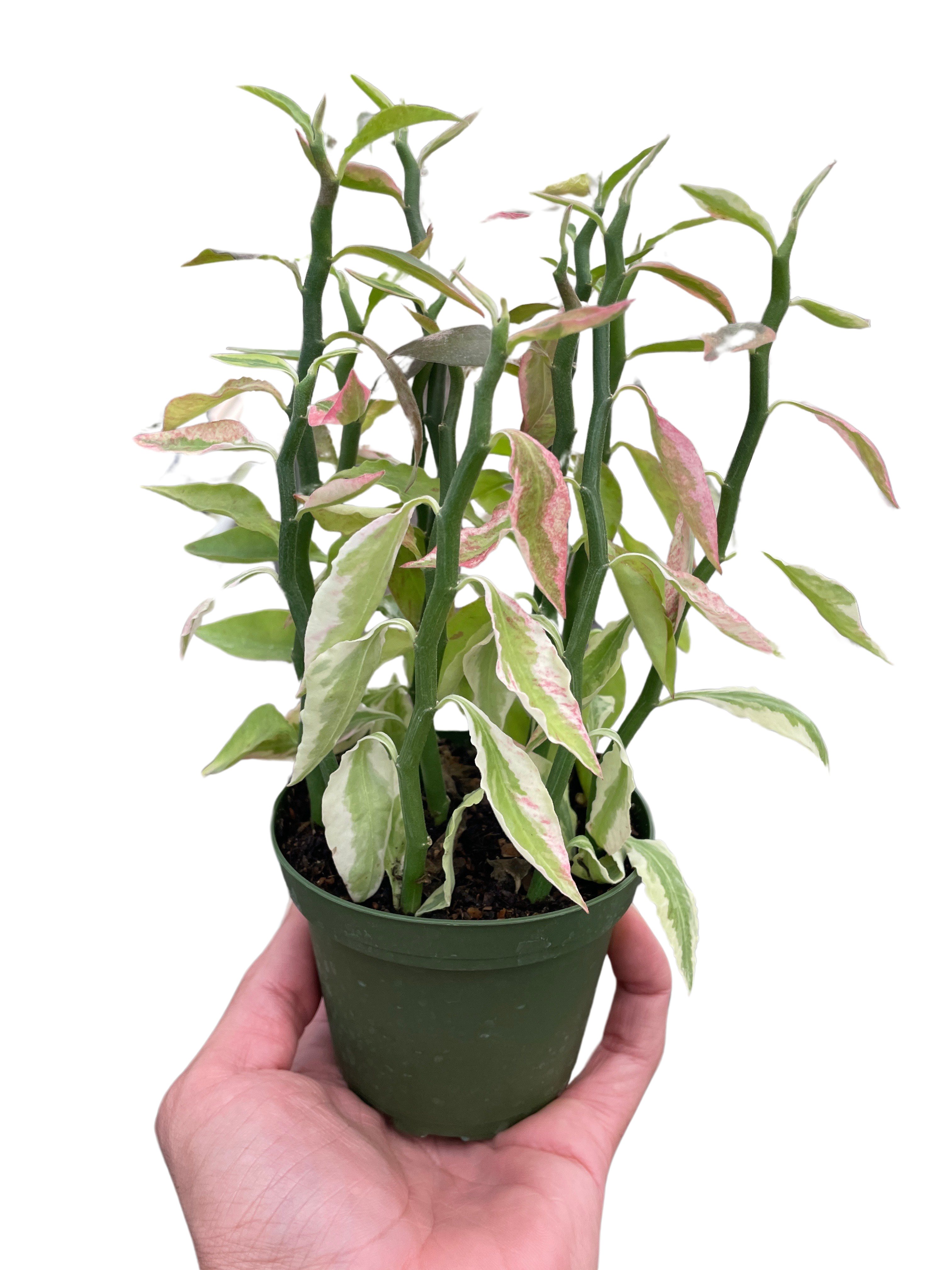 Variegated Devil&