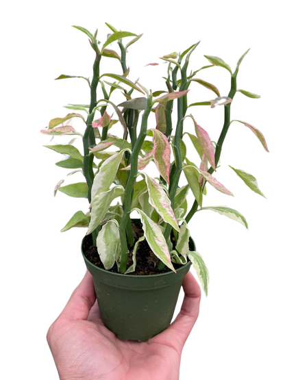 Variegated Devil&