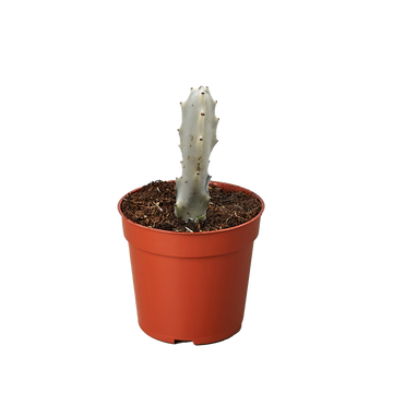 Succulent Euphorbia &
