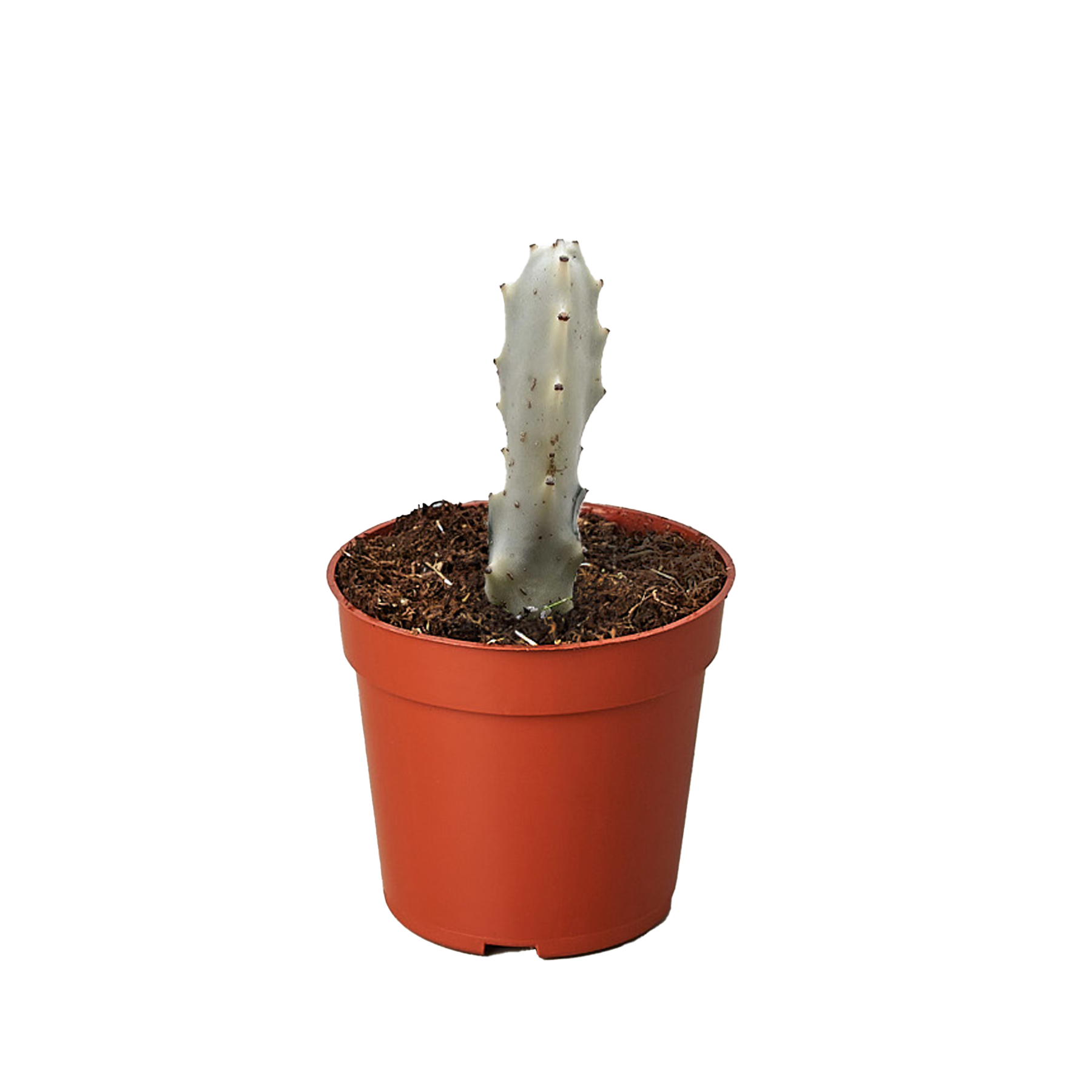 Succulent Euphorbia &
