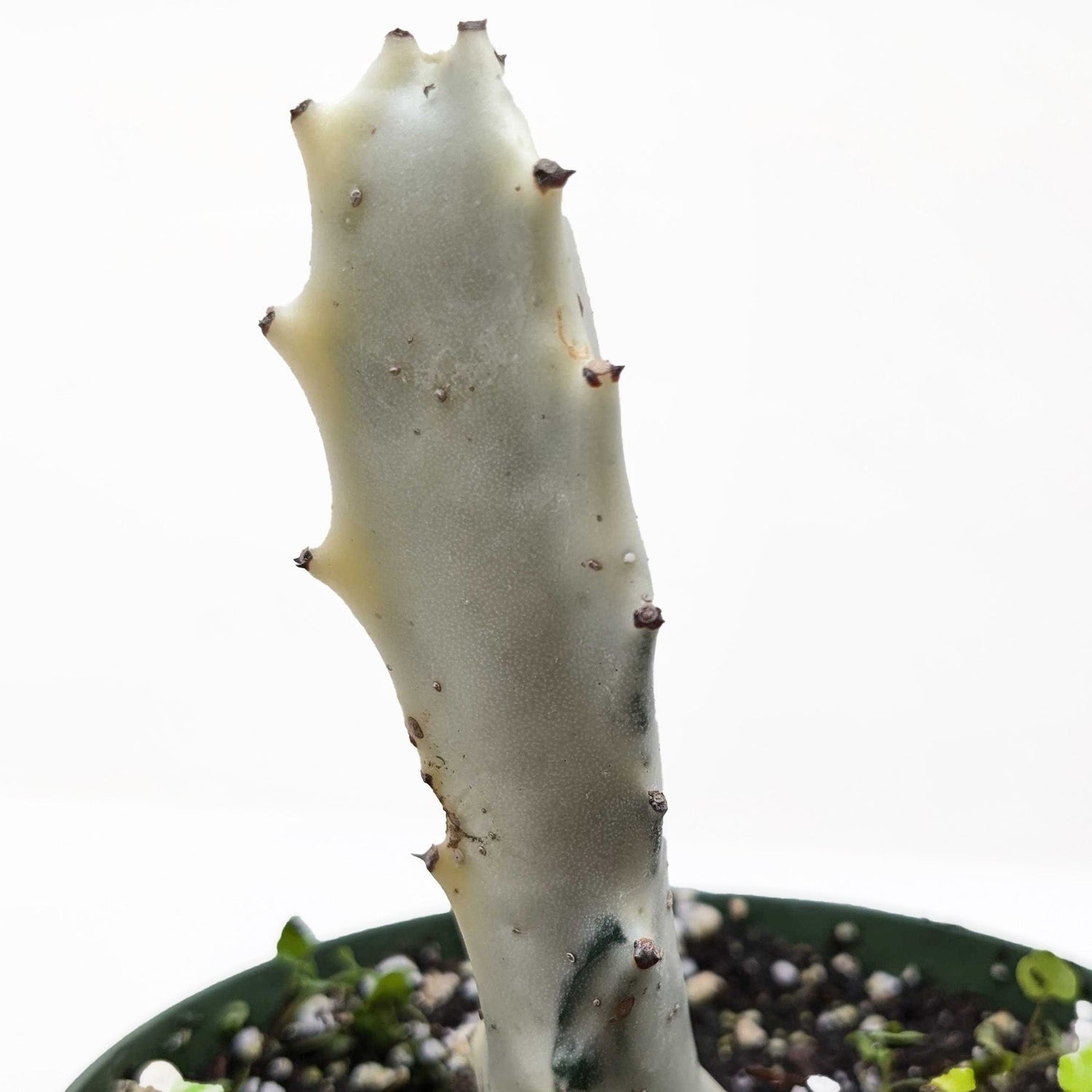Succulent Euphorbia &