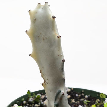 Succulent Euphorbia &