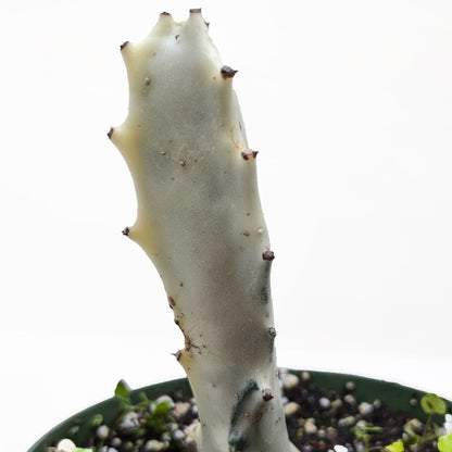 Succulent Euphorbia &