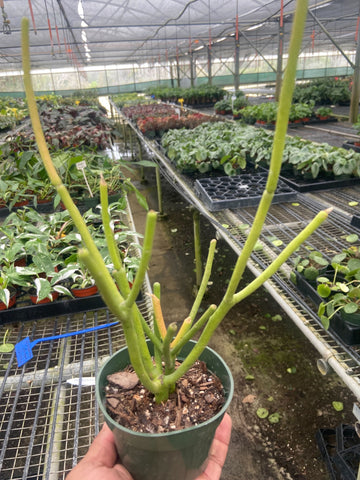 Euphorbia &