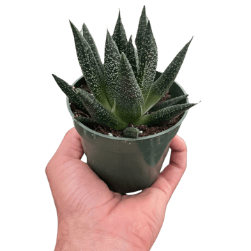 Succulent Gasteria Durban - Ethereal Company