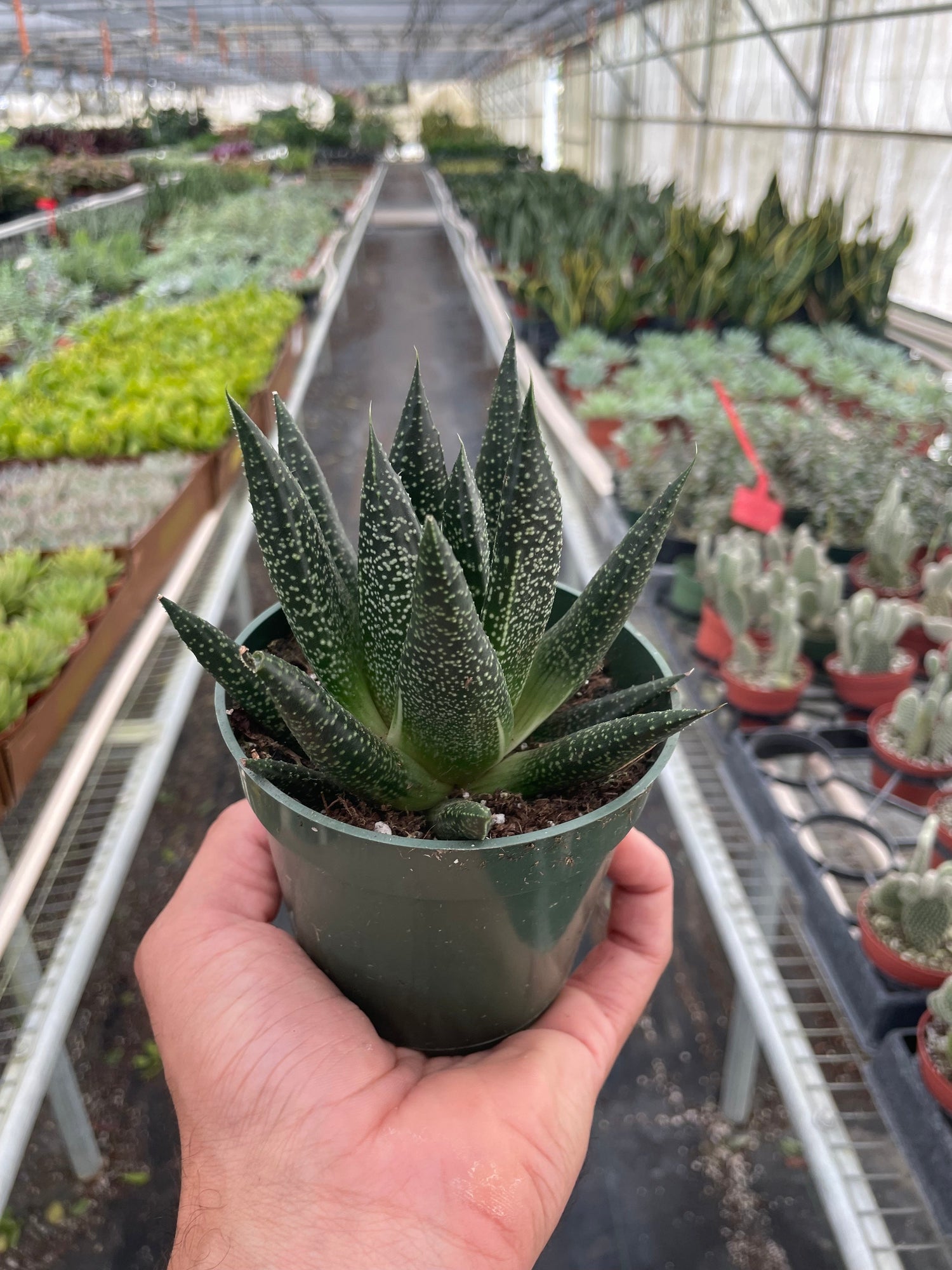 Succulent Gasteria Durban - Ethereal Company