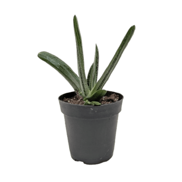 Succulent Gasteria Little Warty - Ethereal Company-