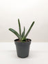 Succulent Gasteria Little Warty - Ethereal Company-