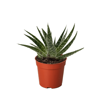 Succulent Gasteria Zimflora - Ethereal Company