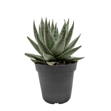 Succulent Haworthia Savanna - Ethereal Company-
