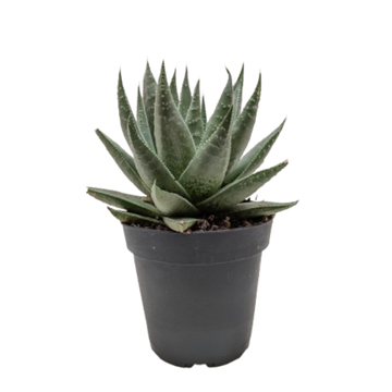 Succulent Haworthia Savanna
